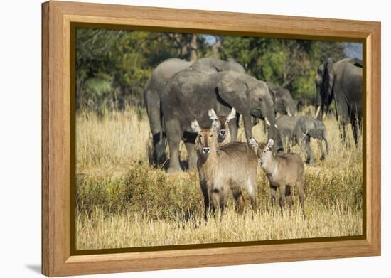 Waterbucks (Kobus Ellipsiprymnus) and African Bush Elephants (Loxodonta Africana)-Michael Runkel-Framed Premier Image Canvas