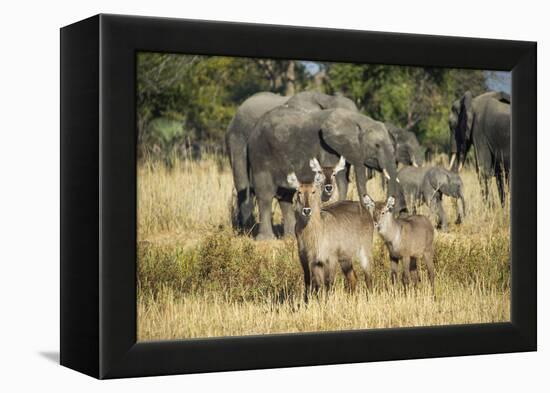 Waterbucks (Kobus Ellipsiprymnus) and African Bush Elephants (Loxodonta Africana)-Michael Runkel-Framed Premier Image Canvas