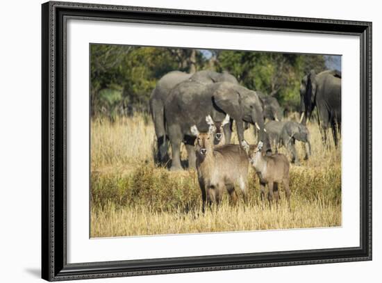 Waterbucks (Kobus Ellipsiprymnus) and African Bush Elephants (Loxodonta Africana)-Michael Runkel-Framed Photographic Print