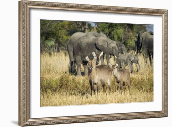 Waterbucks (Kobus Ellipsiprymnus) and African Bush Elephants (Loxodonta Africana)-Michael Runkel-Framed Photographic Print