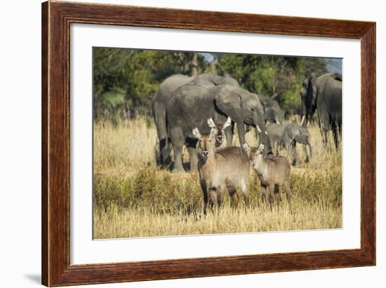 Waterbucks (Kobus Ellipsiprymnus) and African Bush Elephants (Loxodonta Africana)-Michael Runkel-Framed Photographic Print