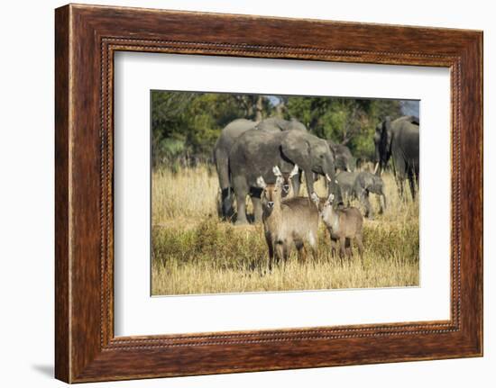 Waterbucks (Kobus Ellipsiprymnus) and African Bush Elephants (Loxodonta Africana)-Michael Runkel-Framed Photographic Print