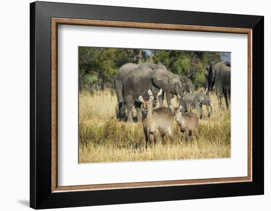 Waterbucks (Kobus Ellipsiprymnus) and African Bush Elephants (Loxodonta Africana)-Michael Runkel-Framed Photographic Print