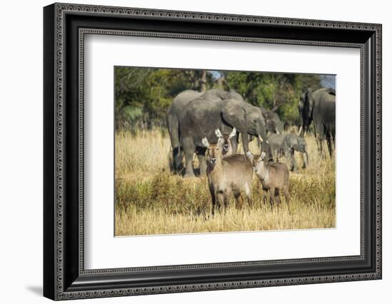 Waterbucks (Kobus Ellipsiprymnus) and African Bush Elephants (Loxodonta Africana)-Michael Runkel-Framed Photographic Print