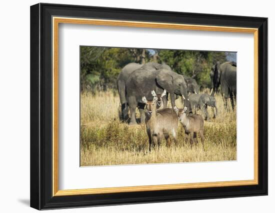 Waterbucks (Kobus Ellipsiprymnus) and African Bush Elephants (Loxodonta Africana)-Michael Runkel-Framed Photographic Print