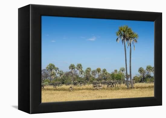 Waterbucks (Kobus Ellipsiprymnus) in Front of African Bush Elephants (Loxodonta Africana)-Michael Runkel-Framed Premier Image Canvas