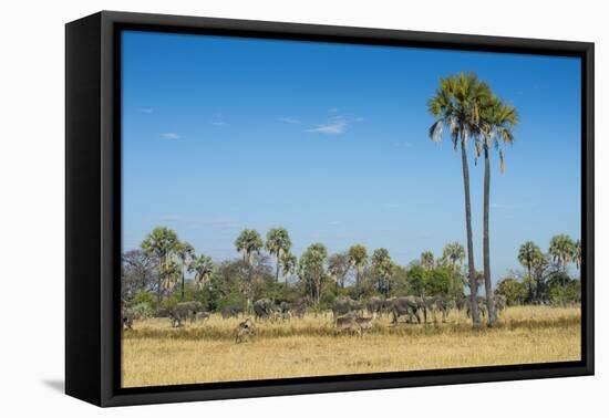 Waterbucks (Kobus Ellipsiprymnus) in Front of African Bush Elephants (Loxodonta Africana)-Michael Runkel-Framed Premier Image Canvas