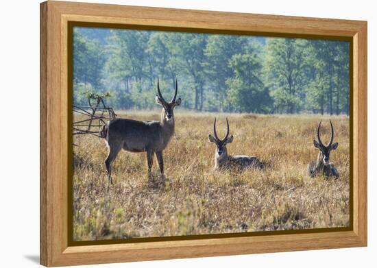 Waterbucks (Kobus Ellipsiprymnus), Liwonde National Park, Malawi, Africa-Michael Runkel-Framed Premier Image Canvas