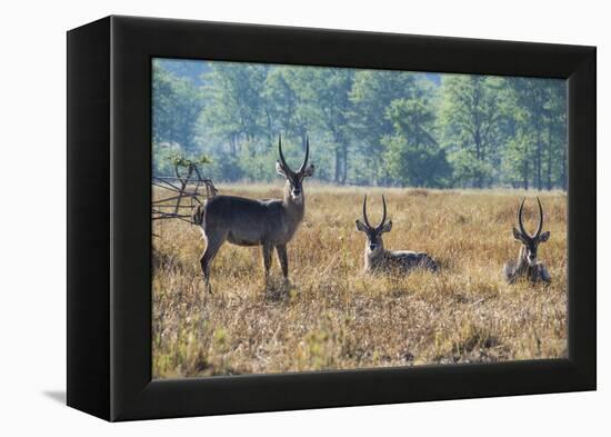 Waterbucks (Kobus Ellipsiprymnus), Liwonde National Park, Malawi, Africa-Michael Runkel-Framed Premier Image Canvas