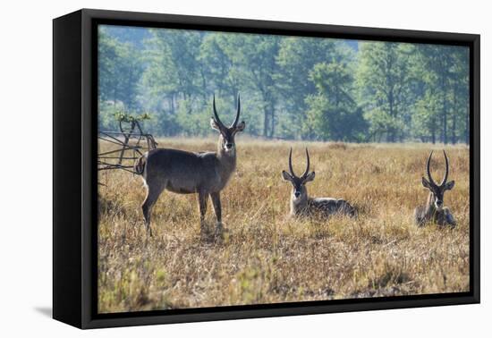 Waterbucks (Kobus Ellipsiprymnus), Liwonde National Park, Malawi, Africa-Michael Runkel-Framed Premier Image Canvas