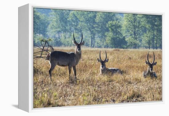 Waterbucks (Kobus Ellipsiprymnus), Liwonde National Park, Malawi, Africa-Michael Runkel-Framed Premier Image Canvas