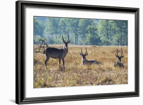 Waterbucks (Kobus Ellipsiprymnus), Liwonde National Park, Malawi, Africa-Michael Runkel-Framed Photographic Print