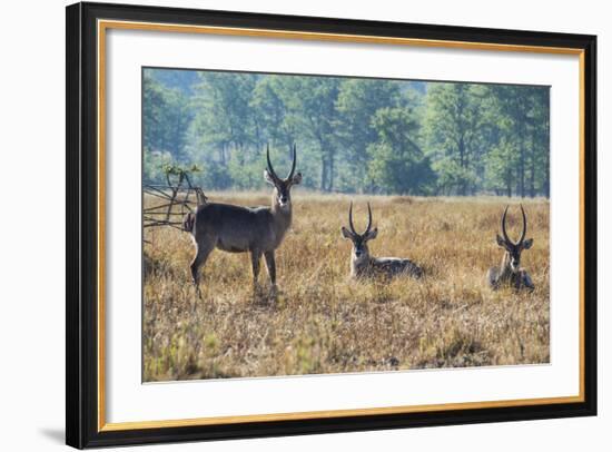 Waterbucks (Kobus Ellipsiprymnus), Liwonde National Park, Malawi, Africa-Michael Runkel-Framed Photographic Print