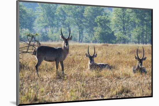 Waterbucks (Kobus Ellipsiprymnus), Liwonde National Park, Malawi, Africa-Michael Runkel-Mounted Photographic Print