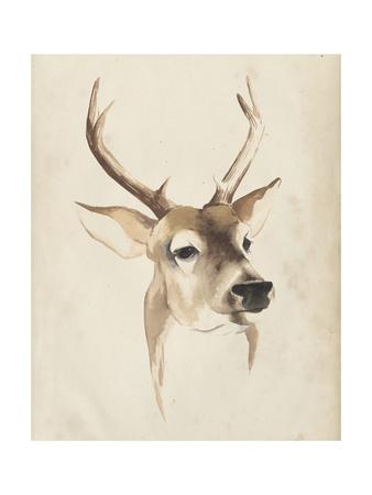 'Watercolor Animal Study IV' Art Print - Grace Popp | Art.com
