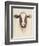 Watercolor Animal Study VII-Grace Popp-Framed Art Print