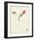 Watercolor Botanical Sketches IV-0 Unknown-Framed Art Print