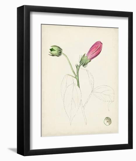 Watercolor Botanical Sketches IV-0 Unknown-Framed Art Print