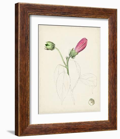 Watercolor Botanical Sketches IV-0 Unknown-Framed Art Print