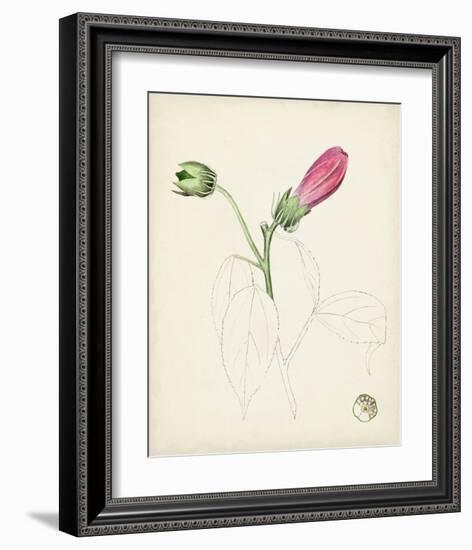 Watercolor Botanical Sketches IV-0 Unknown-Framed Art Print