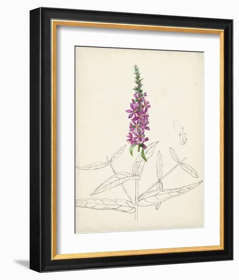 Watercolor Botanical Sketches V-0 Unknown-Framed Art Print