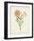 Watercolor Botanical Sketches VI-0 Unknown-Framed Art Print