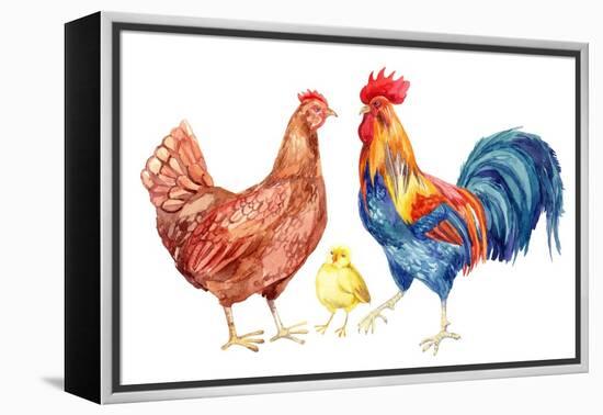 Watercolor Chicken Family - Hen Rooster Chicken. Hand Painted Illustration-tanycya-Framed Stretched Canvas