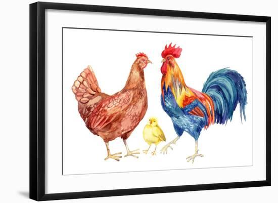 Watercolor Chicken Family - Hen Rooster Chicken. Hand Painted Illustration-tanycya-Framed Premium Giclee Print