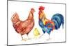 Watercolor Chicken Family - Hen Rooster Chicken. Hand Painted Illustration-tanycya-Mounted Art Print