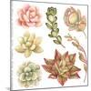 Watercolor Collection of Succulents and Kalanchoe for Your Design, Hand-Drawn Illustration.-Nikiparonak-Mounted Art Print