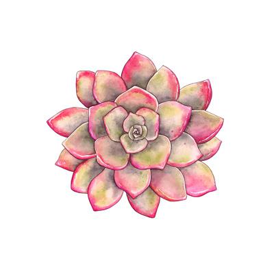 Watercolor Colorful Succulent Echeveria Hand Drawn Illustration In Vintage Style Art Print Nikiparonak Art Com Choose from over a million free vectors, clipart graphics, vector art images, design templates, and illustrations created by artists worldwide! watercolor colorful succulent echeveria hand drawn illustration in vintage style by nikiparonak