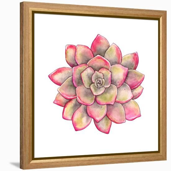 Watercolor Colorful Succulent Echeveria, Hand-Drawn Illustration in Vintage Style.-Nikiparonak-Framed Stretched Canvas