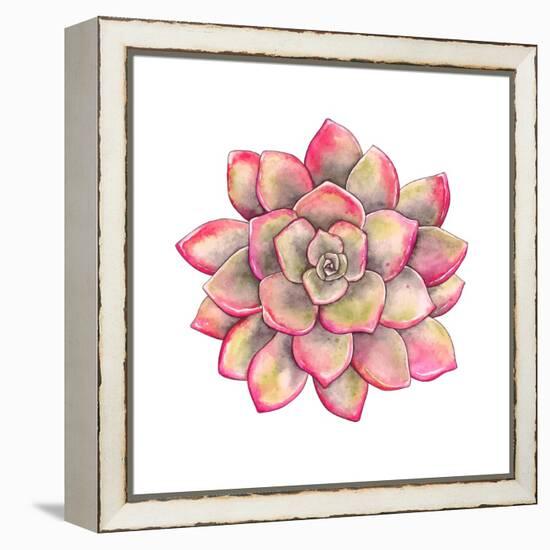Watercolor Colorful Succulent Echeveria, Hand-Drawn Illustration in Vintage Style.-Nikiparonak-Framed Stretched Canvas