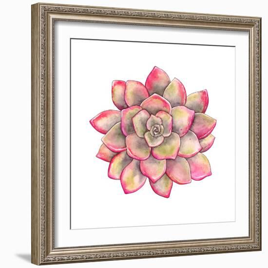 Watercolor Colorful Succulent Echeveria, Hand-Drawn Illustration in Vintage Style.-Nikiparonak-Framed Art Print