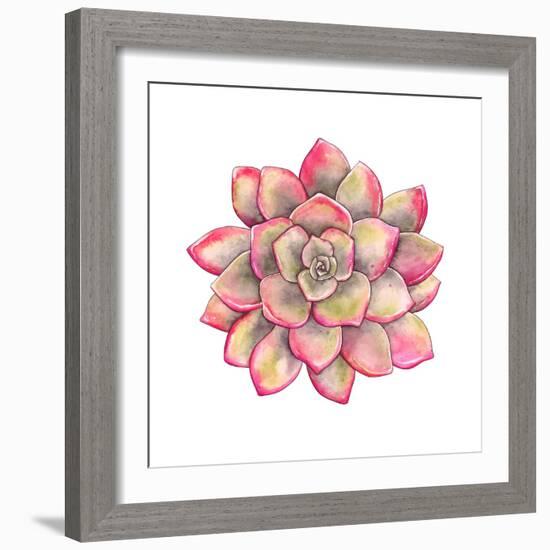 Watercolor Colorful Succulent Echeveria, Hand-Drawn Illustration in Vintage Style.-Nikiparonak-Framed Art Print