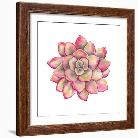 Watercolor Colorful Succulent Echeveria, Hand-Drawn Illustration in Vintage Style.-Nikiparonak-Framed Art Print