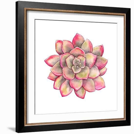 Watercolor Colorful Succulent Echeveria, Hand-Drawn Illustration in Vintage Style.-Nikiparonak-Framed Art Print