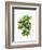 Watercolor Croton Leaves-null-Framed Art Print