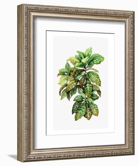 Watercolor Croton Leaves-null-Framed Art Print