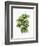 Watercolor Croton Leaves-null-Framed Art Print