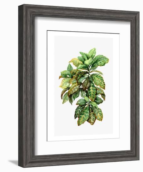 Watercolor Croton Leaves-null-Framed Art Print