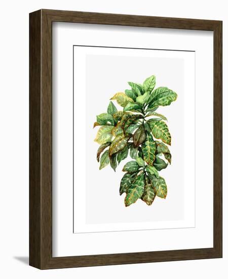 Watercolor Croton Leaves--Framed Art Print