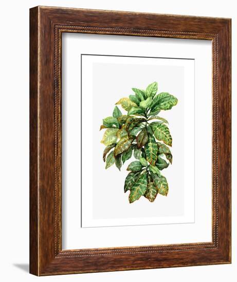 Watercolor Croton Leaves-null-Framed Art Print