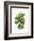 Watercolor Croton Leaves-null-Framed Art Print