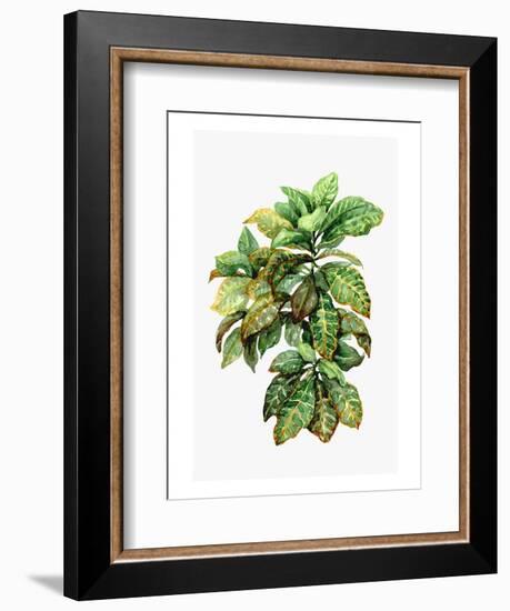 Watercolor Croton Leaves-null-Framed Art Print