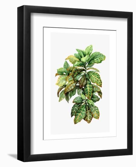 Watercolor Croton Leaves-null-Framed Art Print