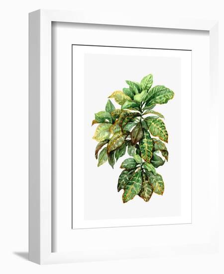 Watercolor Croton Leaves-null-Framed Art Print