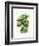 Watercolor Croton Leaves-null-Framed Art Print