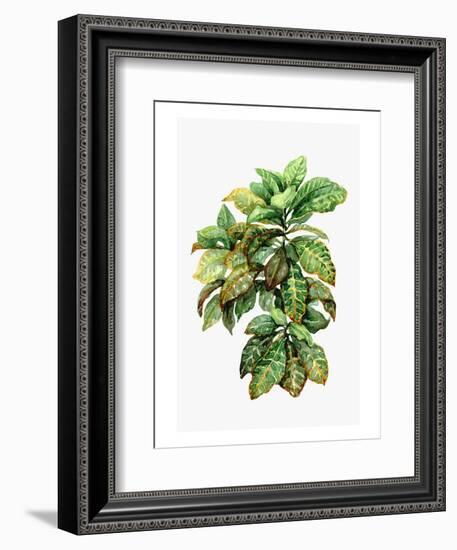 Watercolor Croton Leaves-null-Framed Art Print