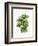 Watercolor Croton Leaves-null-Framed Art Print